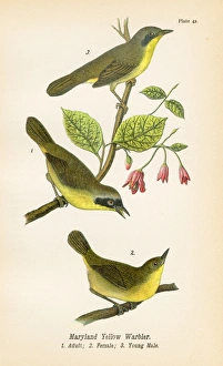 Maryland yellow warbler bird lithograph 1890 Maryland yellow warbler bird lithograph 1890