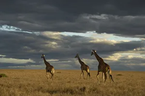 Masai giraffe, Masai Mara Game Reserve, Kenya Masai giraffe, Masai Mara Game Reserve, Kenya