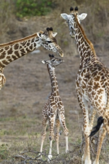 Masai giraffes -Giraffa camelopardalis- with young, Arusha Nationalpark, Tansania, Tanzania Masai giraffes -Giraffa camelopardalis- with young, Arusha Nationalpark, Tansania, Tanzania
