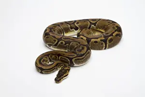 Prints of Matanic Ball Python or Royal Python -Python regius-, female Royal Python Prints: Matanic Ball Python Print - Royal Python Female