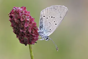 Mazarine Blue -Polyommatus semiargus- butterfly showing the underside of its wing on a Great Burnet -Sanguisorba Mazarine Blue -Polyommatus semiargus- butterfly showing the underside of its wing on a Great Burnet -Sanguisorba