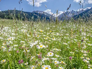 Meadow with daisies -Leucanthemum vulgare- at Axamer Lizum, Mt Kalkkoegel at back, Tyrol, Austria, Europe Meadow with daisies -Leucanthemum vulgare- at Axamer Lizum, Mt Kalkkoegel at back, Tyrol, Austria, Europe