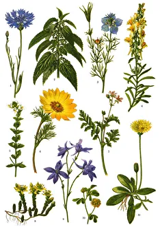 Medicinal and Herbal Plants Medicinal and Herbal Plants