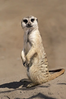 Meerkat -Suricata suricatta-, adult alert, standing upright, Little Karoo, Western Cape, South Africa Meerkat -Suricata suricatta-, adult alert, standing upright, Little Karoo, Western Cape, South Africa