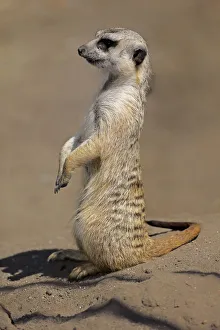 Meerkat -Suricata suricatta-, adult alert, upright, Little Karoo, Western Cape, South Africa Meerkat -Suricata suricatta-, adult alert, upright, Little Karoo, Western Cape, South Africa