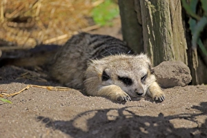 Meerkat -Suricata suricatta-, adult resting, Little Karoo, Western Cape, South Africa Meerkat -Suricata suricatta-, adult resting, Little Karoo, Western Cape, South Africa