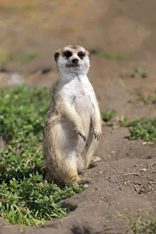 Meerkat -Suricata suricatta-, juvenile on rock, alert, Little Karoo, Western Cape, South Africa Meerkat -Suricata suricatta-, juvenile on rock, alert, Little Karoo, Western Cape, South Africa