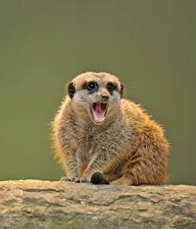 Meerkat -Suricata suricatta- with its mouth open Meerkat -Suricata suricatta- with its mouth open