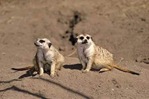 Meerkats -Suricata suricatta- alert pair, Little Karoo, Western Cape, South Africa Meerkats -Suricata suricatta- alert pair, Little Karoo, Western Cape, South Africa
