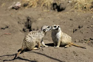 Meerkats -Suricata suricatta-, pair, social behavior, Little Karoo, Western Cape, South Africa Meerkats -Suricata suricatta-, pair, social behavior, Little Karoo, Western Cape, South Africa