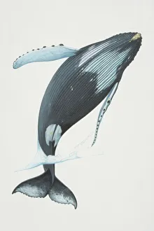 Megaptera novaeangliae, Humpback Whale breaching Megaptera novaeangliae, Humpback Whale breaching