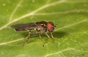 Melanostoma mellinum hoverfly, Untergroningen, Abtsgmuend, Baden-Wurttemberg, Germany Melanostoma mellinum hoverfly, Untergroningen, Abtsgmuend, Baden-Wurttemberg, Germany