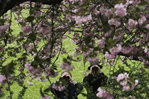 Two men looking through tree blossoms with binoculars Two men looking through tree blossoms with binoculars