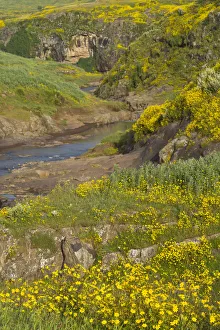Meskel flowers (yadey abeba) growing on riverbank, Amhara, Ethiopian Highlands, Ethiopia Meskel flowers (yadey abeba) growing on riverbank, Amhara, Ethiopian Highlands, Ethiopia