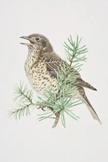 Mistle Thrush (Turdus viscivorus), illustration of pale, black-spotted bird Mistle Thrush (Turdus viscivorus), illustration of pale, black-spotted bird