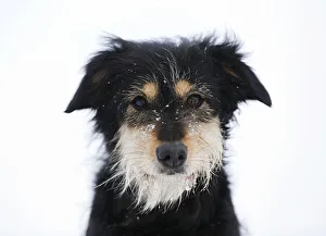 Mixed-breed dog, Old German Shepherd x Dachshund, portrait in snow, Satteldorf, Hohenlohe, Baden-Wurttemberg, Germany Mixed-breed dog, Old German Shepherd x Dachshund, portrait in snow, Satteldorf, Hohenlohe, Baden-Wurttemberg, Germany