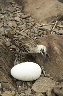 Mocking bird and Albatros egg, Galapagos Islands Mocking bird and Albatros egg, Galapagos Islands