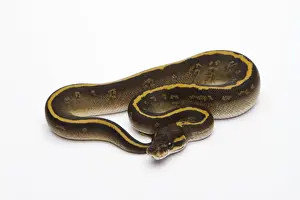 Prints of Mojave Granite Ball Python or Royal Python -Python regius-, female Royal Python Prints: Mojave Granite Ball Python Print