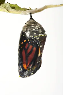 Monarch butterfly (Danaus plexippus) in chrysalis, close-up Monarch butterfly (Danaus plexippus) in chrysalis, close-up