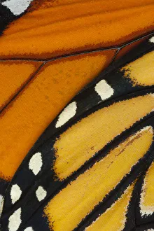 Monarch butterfly (Danaus plexippus) wing, detail Monarch butterfly (Danaus plexippus) wing, detail