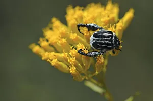 Monkey Beetle -Hopliini-, Goegap Nature Reserve, Namaqualand, South Africa, Africa Monkey Beetle -Hopliini-, Goegap Nature Reserve, Namaqualand, South Africa, Africa