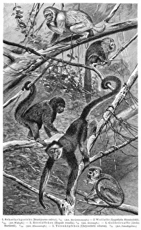 Monkeys engraving 1895 Monkeys engraving 1895
