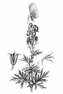 Aconitum Carmichaelii Collection: Monkshood (Aconitum napellus)