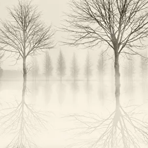 Monochrome image of winter trees reflected in flooded fields Monochrome image of winter trees reflected in flooded fields