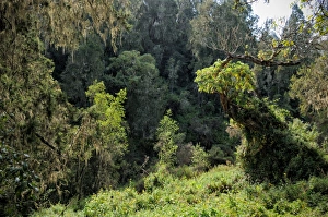 Montane rainforest, Kilimanjaro National Park Montane rainforest, Kilimanjaro National Park