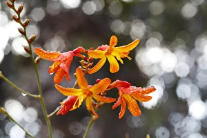 Montbretia or Coppertips -Crocosmia-, invasive plant in Hawaii, Big Island, Hawaii, USA Montbretia or Coppertips -Crocosmia-, invasive plant in Hawaii, Big Island, Hawaii, USA