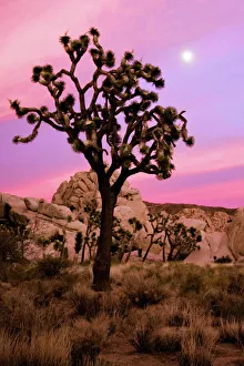 Full moon and a Joshua tree against a pink sky Full moon and a Joshua tree against a pink sky