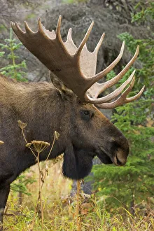Photographers/john eastcott yva momatiuk photography/moose bull chugach state park alaska Photographers/john eastcott yva momatiuk photography/moose bull chugach state park alaska