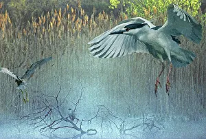 Morning flight back-crowned night herons at pond Morning flight back-crowned night herons at pond