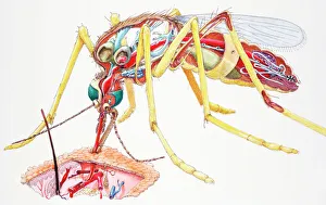 Mosquito (Culicidae), female, internal anatomy, and sucking blood from skin, cross-section Mosquito (Culicidae), female, internal anatomy, and sucking blood from skin, cross-section