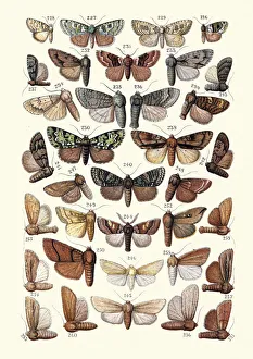 Moths, Insects, Lichen Beauty, Marbled Green, Cambridge Beauty, Tussock Moths, Insects, Lichen Beauty, Marbled Green, Cambridge Beauty, Tussock