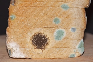 Mould, mildew, mould damage, mould cultures on toast Mould, mildew, mould damage, mould cultures on toast