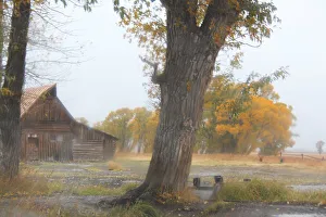 Moulton Barn at Mormon Row on a rainy autumn day in Grand Teton National Park, Wyoming Moulton Barn at Mormon Row on a rainy autumn day in Grand Teton National Park, Wyoming