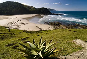 Mountain Aloe or Snake Aloe -Aloe broomii- in the coastal landscape, Wild Coast, Eastern Cape, South Africa, Africa Mountain Aloe or Snake Aloe -Aloe broomii- in the coastal landscape, Wild Coast, Eastern Cape, South Africa, Africa