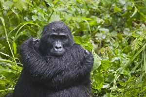 Mountain Gorilla (Gorilla gorilla beringei) resting in rainforest Mountain Gorilla (Gorilla gorilla beringei) resting in rainforest