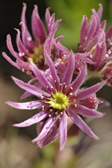 Mountain Houseleek -Sempervivum montanum-, Schladminger Tauern mountain range, Styria, Austria, Europe Mountain Houseleek -Sempervivum montanum-, Schladminger Tauern mountain range, Styria, Austria, Europe