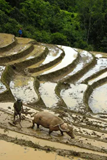 Mountain paddy, irrigated rice terraces, farmer tilling and plowing the field with a water buffalo Mountain paddy, irrigated rice terraces, farmer tilling and plowing the field with a water buffalo