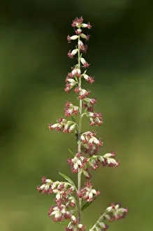 Mugwort or Common Wormwood -Artemisia vulgaris-, Geneva, Genf, Switzerland Mugwort or Common Wormwood -Artemisia vulgaris-, Geneva, Genf, Switzerland
