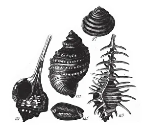 Murex Haustellum, Representatives of the Phyla Porifera, Coelenterata and Mollusca Murex Haustellum, Representatives of the Phyla Porifera, Coelenterata and Mollusca