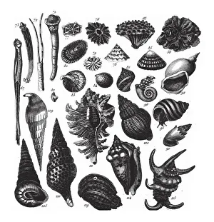 Murex Ramosa, Representatives of the Phyla Porifera, Coelenterata and Mollusca Engraving Murex Ramosa, Representatives of the Phyla Porifera, Coelenterata and Mollusca Engraving