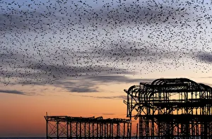 Murmuration over the ruins of Brightons West Pier Murmuration over the ruins of Brightons West Pier