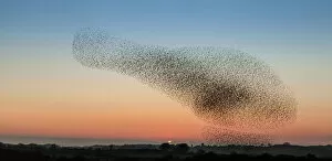 Wales Collection: Murmuration of starling on Anglesey