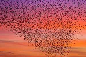 Murmuration of starlings at dusk, RSPB Reserve Minsmere, Suffolk, England Murmuration of starlings at dusk, RSPB Reserve Minsmere, Suffolk, England