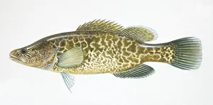 Murray Cod, Maccullochella peeli, side view Murray Cod, Maccullochella peeli, side view