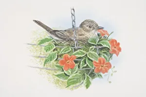 Muscicapa striata, Spotted Flycatcher, illustration of grey-brown in colour with an Muscicapa striata, Spotted Flycatcher, illustration of grey-brown in colour with an