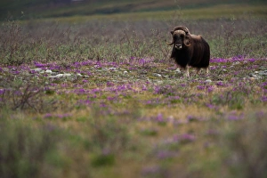 Muskox, Arctic National Wildlife Refuge, Alaska Muskox, Arctic National Wildlife Refuge, Alaska